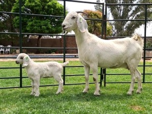 LOT 25 1+1 X OOIE/EWE WITH LAMB DANIE DU TOIT KUDDE/FLOCK