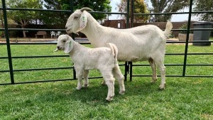 LOT 37 1+1X OOIE/EWE WITH LAMB DANIE DU TOIT KUDDE/FLOCK