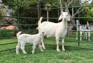 LOT 47 1+1X OOIE/EWEWITH LAMB DANIE DU TOIT KUDDE/FLOCK