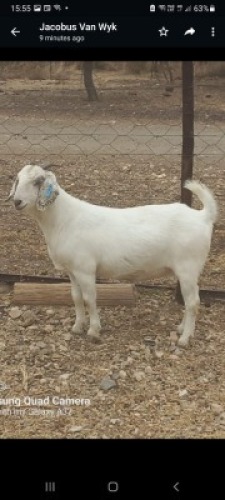 LOT 2 1X OOIE/EWE DRIESE WIESE SAVANNA STOET/STUD STOET/STUD/STUD