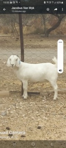 LOT 15 1X OOIE/EWE DRIESE WIESE SAVANNA STOET/STUD STOET/STUD