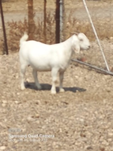 LOT 28 1X OOIE/EWE DRIESE WIESE SAVANNA STOET/STUD KUDDE/FLOCK