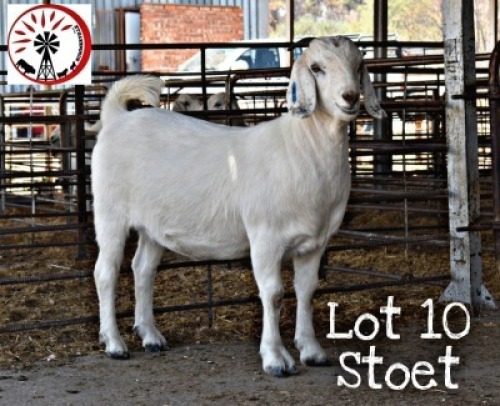 LOT 10 1X OOIE/EWE SUMMERVILLE SAAVANNA STOET/STUD