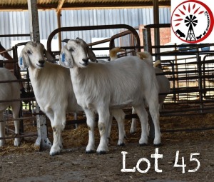 LOT 45 2X OOIE/EWE (PER STUK OM LOT TE NEEM)SUMMERVILLE SAVANNA KUDDE/FLOCK