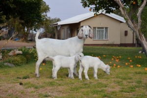 LOT 32 1X OOIE/EWE JG KORB BOERDERY STOET/STUD