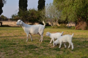 LOT 43 1X OOIE/EWE JG KORB BOERDERY STOET/STUD