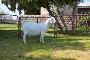 LOT 19 1X OOIE/EWE JG KORB BOERDERY STOET/STUD