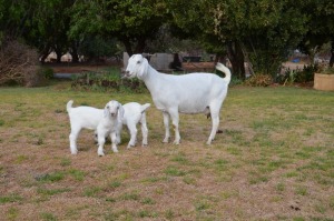 LOT 56 1X OOIE/EWE JG KORB BOERDERY STOET/STUD