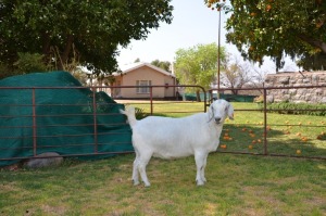 LOT 58 1X OOIE/EWE JG KORB BOERDERY KUDDE/FLOCK