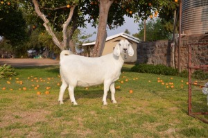 LOT 59 1X OOIE/EWE JG KORB BOERDERY KUDDE/FLOCK