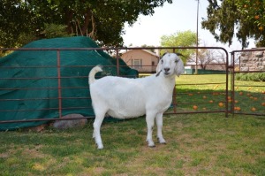 LOT 52 1X OOIE/EWE JG KORB BOERDERY STOET/STUD