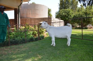 LOT 60 1X OOIE/EWE JG KORB BOERDERY KUDDE/FLOCK