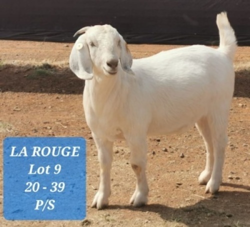 LOT 9 1X OOIE/EWE LA ROUGE P/S