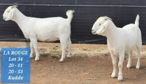 LOT 34 2X OOIE/EWE (PER STUK OM LOT TE NEEM) LA ROUGE KUDDE/FLOCK