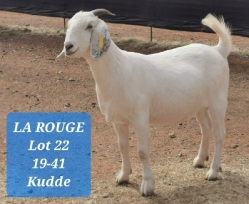 LOT 22 1X OOIE/EWE LA ROUGE KUDDE/FLOCK