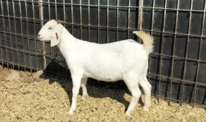 LOT 24 1X OOIE/EWE JOHAN MARITZ P/S