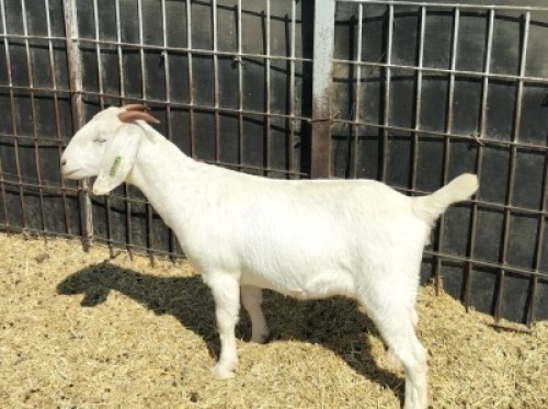 LOT 36 1X OOIE/EWE JOHAN MARITZ P/S