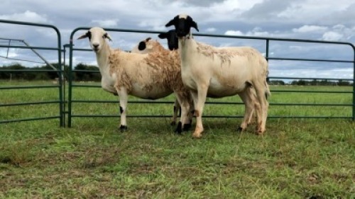 LOT 113 4X MEATMASTER OOI/EWE (PER STUK OM LOT TE NEEM/PER PIECE TO TAKE THE LOT)