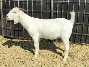 LOT 46 1X OOIE/EWE JOHAN MARITZ KUDDE/FLOCK