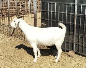 LOT 53 1X OOIE/EWE JOHAN MARITZ KUDDE/FLOCK