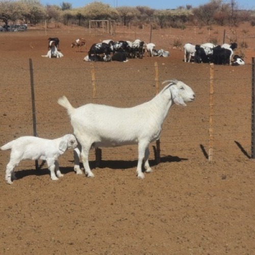 LOT 31 1+1X OOIE/EWE WITH LAMB KOENIE KOTZ&eacute; STOET/STUD