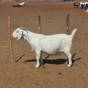 LOT 42 1X OOIE/EWE KOENIE KOTZé STOET/STUD