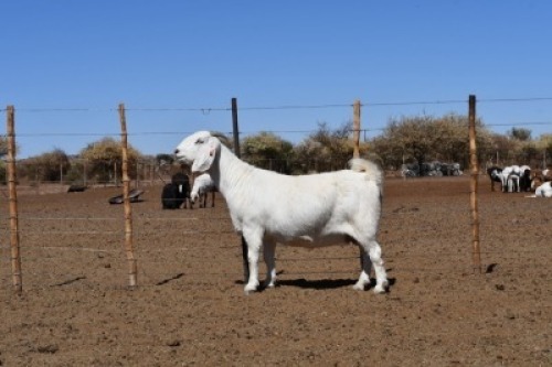 LOT 18 1X OOIE/EWE KOENIE KOTZ&eacute; STOET/STUD