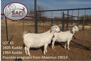 LOT 41 2X OOIE/EWE (PER STUK OM LOT TE NEEM)SAFI SAVANNA KUDDE/FLOCK