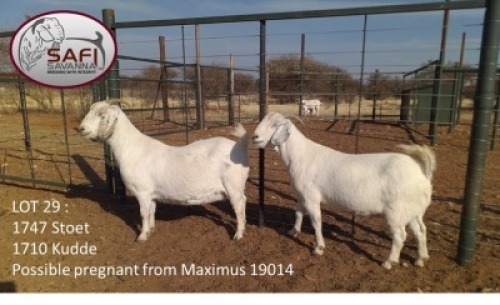 LOT 29 2X OOIE/EWE (PER STUK OM LOT TE NEEM) SAFI SAVANNA STOET/STUD