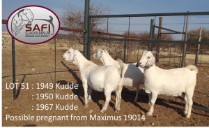 LOT 51 3X OOIE/EWE (PER STUK OM LOT TE NEEM)SAFI SAVANNA KUDDE/FLOCK