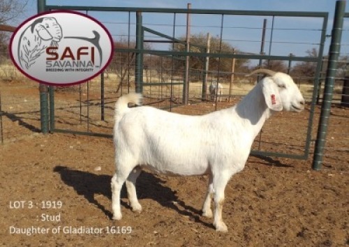 LOT 3 1X OOIE/EWE SAFI SAVANNA STOET/STUD