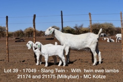 LOT 39 1X OOIE/EWE MARINA KOTZ&egrave; STOET/STUD