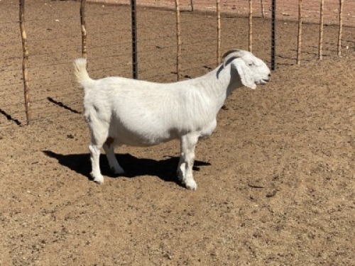 LOT 1 1X OOIE/EWE MARINA KOTZ&egrave; KUDDE/FLOCK/FLOCK