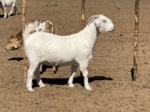 LOT 27 1X OOIE/EWE MARINA KOTZè STOET/STUD