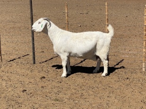 LOT 14 1X OOIE/EWE MARINA KOTZ&egrave; KUDDE/FLOCK