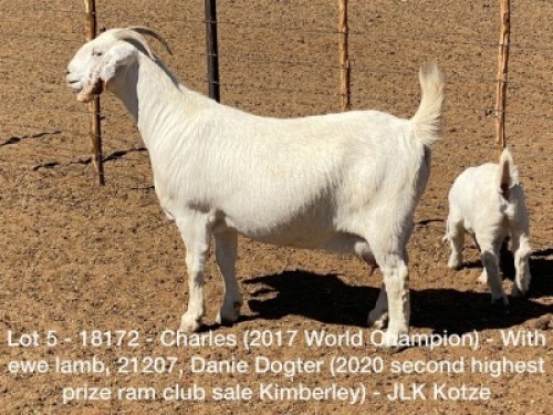 LOT 5 1+1X OOIE/EWE WITH LAMB KOENIE KOTZ&eacute; STOET/STUD