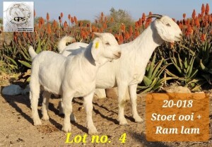 LOT 4 1X OOIE/EWE GPS SAVANNAS STOET/STUD