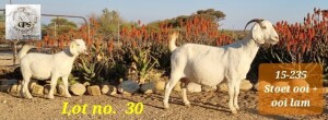 LOT 30 1X OOIE/EWE GPS SAVANNAS STOET/STUD