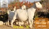 LOT 30 1X OOIE/EWE GPS SAVANNAS STOET/STUD - 2