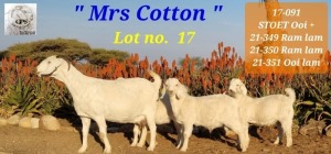 LOT 17 1+3X OOIE/ WITH LAMBS GPS SAVANNAS STOET/STUD