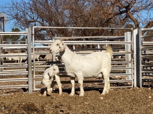 LOT 26 1+1X OOIE/EWE WITH LAMBS TJ SNYMAN BOERDERY EDMS BPK P/S