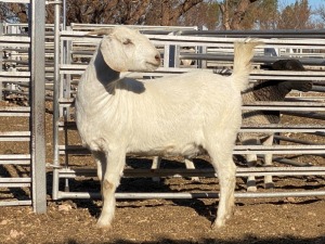 LOT 48 1X OOIE/EWE TJ SNYMAN BOERDERY EDMS BPK KUDDE/FLOCK