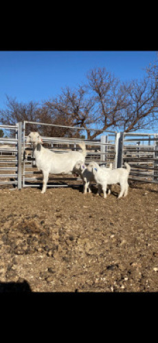 LOT 38 1+2X OOIE/EWE WITH LAMBS TJ SNYMAN BOERDERY EDMS BPK KUDDE/FLOCK
