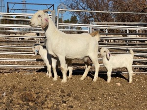 LOT 57 1+2X OOIE/EWE WITH LAMBS TJ SNYMAN BOERDERY EDMS BPK KUDDE/FLOCK