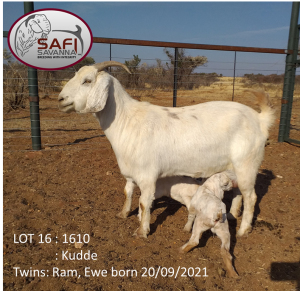 LOT 16 1+2X OOIE/EWE WITH LAMBS SAFI SAVANNA KUDDE/FLOCK