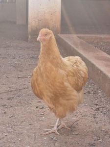 2X M + F BUFF ORPINGTON CHANTTELLE SMIT (PER PIECE TO TAKE THE LOT)