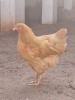 2X M + F BUFF ORPINGTON CHANTTELLE SMIT (PER PIECE TO TAKE THE LOT) - 2