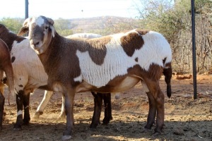 1X RAM MEATMASTERS LANGKLOOF GAME FARM