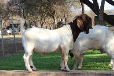 1X RAM BOERBOK LANGKLOOF GAME FARM