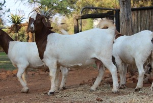 2X OOI/EWE BOERBOK LANGKLOOF GAME FARM (PER PIECE TO TAKE THE LOT)